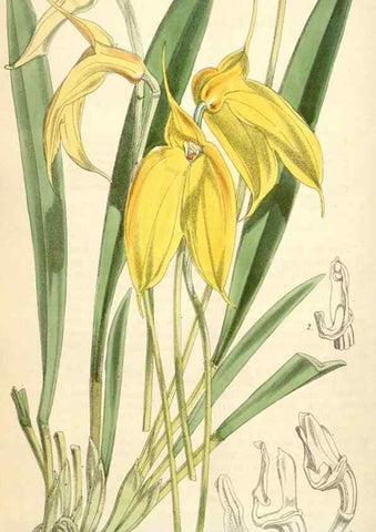 Reproducción/Reproduction 35396068985: Curtis's botanical magazine.. London ; New York [etc.] :Academic Press [etc.]