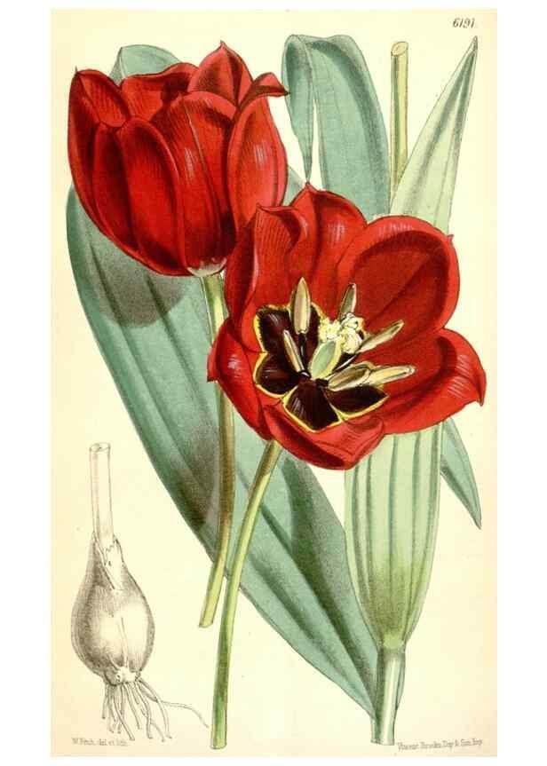 Reproducción/Reproduction 35396070925: Curtis's botanical magazine.. London ; New York [etc.] :Academic Press [etc.]