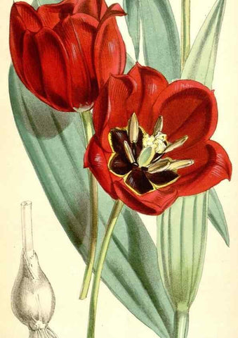 Reproducción/Reproduction 35396070925: Curtis's botanical magazine.. London ; New York [etc.] :Academic Press [etc.]