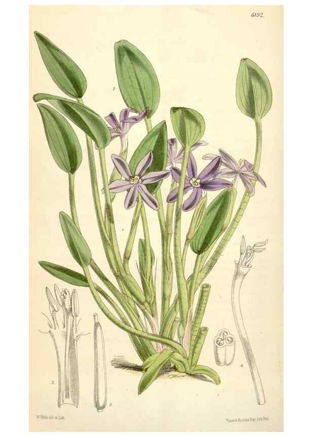 Reproducción/Reproduction 35009331440: Curtis's botanical magazine.. London ; New York [etc.] :Academic Press [etc.]