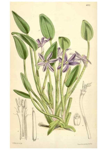 Reproducción/Reproduction 35009331440: Curtis's botanical magazine.. London ; New York [etc.] :Academic Press [etc.]