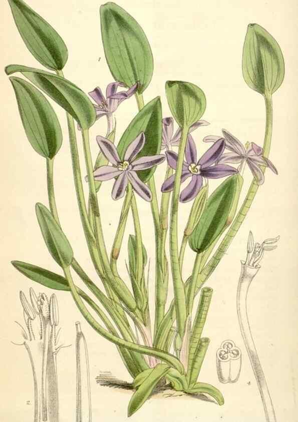 Reproducción/Reproduction 35009331440: Curtis's botanical magazine.. London ; New York [etc.] :Academic Press [etc.]