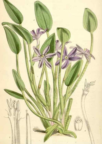 Reproducción/Reproduction 35009331440: Curtis's botanical magazine.. London ; New York [etc.] :Academic Press [etc.]