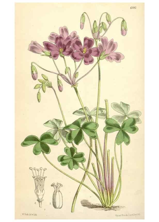 Reproducción/Reproduction 35009334280: Curtis's botanical magazine.. London ; New York [etc.] :Academic Press [etc.]