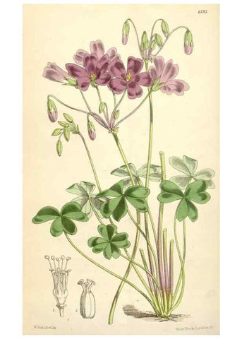 Reproducción/Reproduction 35009334280: Curtis's botanical magazine.. London ; New York [etc.] :Academic Press [etc.]