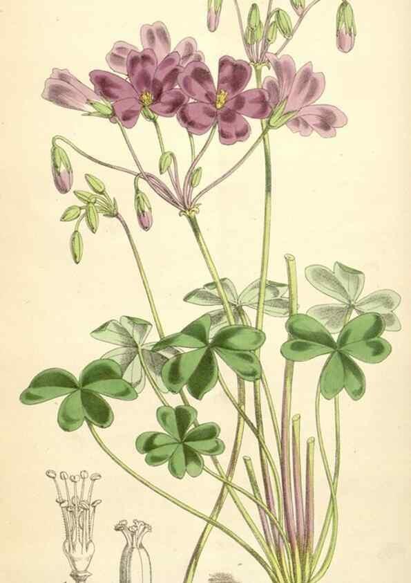Reproducción/Reproduction 35009334280: Curtis's botanical magazine.. London ; New York [etc.] :Academic Press [etc.]