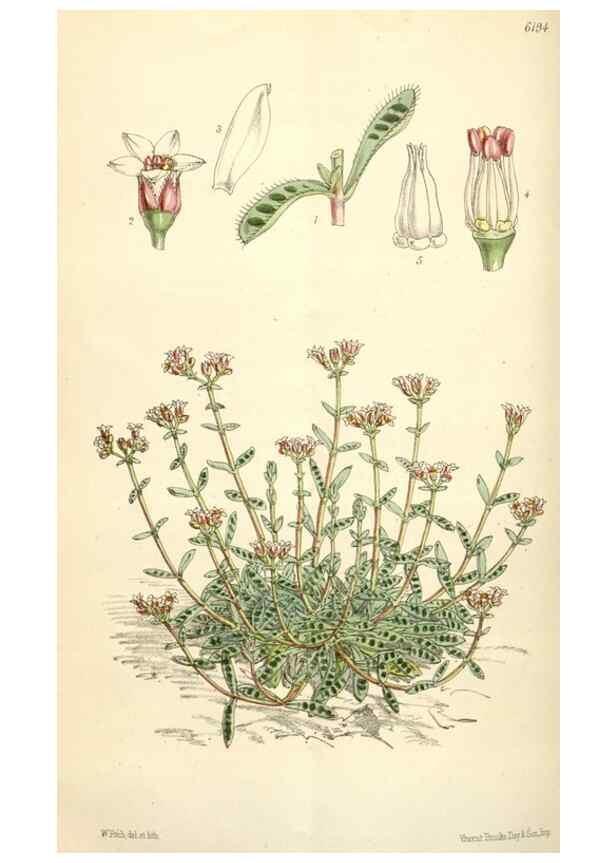 Reproducción/Reproduction 35009336930: Curtis's botanical magazine.. London ; New York [etc.] :Academic Press [etc.]