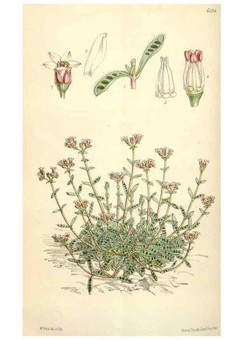 Reproducción/Reproduction 35009336930: Curtis's botanical magazine.. London ; New York [etc.] :Academic Press [etc.]