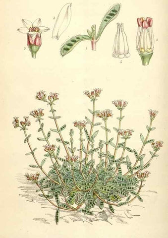 Reproducción/Reproduction 35009336930: Curtis's botanical magazine.. London ; New York [etc.] :Academic Press [etc.]