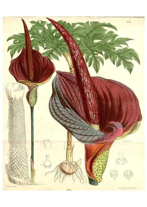 Reproducción/Reproduction 35009339580: Curtis's botanical magazine.. London ; New York [etc.] :Academic Press [etc.]