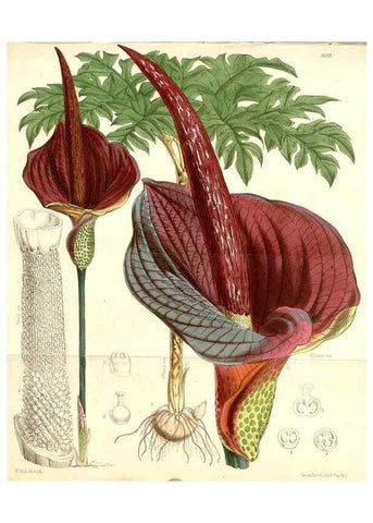Reproducción/Reproduction 35009339580: Curtis's botanical magazine.. London ; New York [etc.] :Academic Press [etc.]