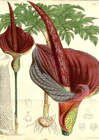Reproducción/Reproduction 35009339580: Curtis's botanical magazine.. London ; New York [etc.] :Academic Press [etc.]