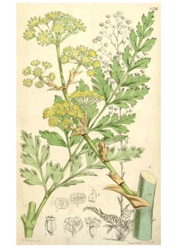 Reproducción/Reproduction 35009343030: Curtis's botanical magazine.. London ; New York [etc.] :Academic Press [etc.]