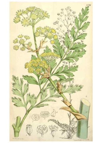 Reproducción/Reproduction 35009343030: Curtis's botanical magazine.. London ; New York [etc.] :Academic Press [etc.]