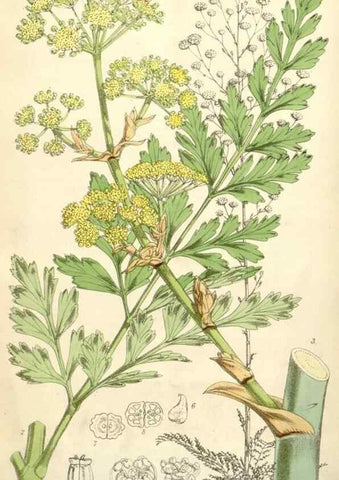 Reproducción/Reproduction 35009343030: Curtis's botanical magazine.. London ; New York [etc.] :Academic Press [etc.]