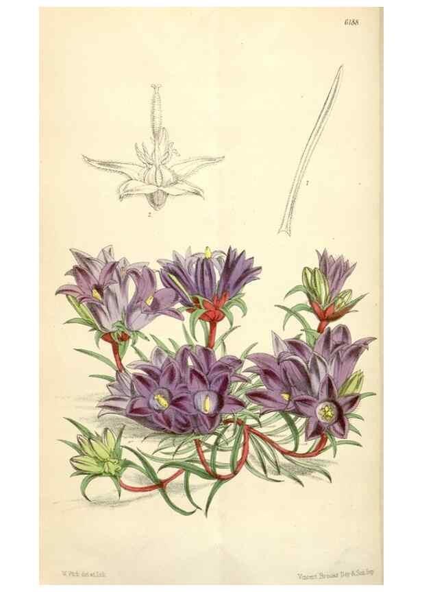 Reproducción/Reproduction 35009322800: Curtis's botanical magazine.. London ; New York [etc.] :Academic Press [etc.]