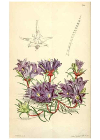 Reproducción/Reproduction 35009322800: Curtis's botanical magazine.. London ; New York [etc.] :Academic Press [etc.]