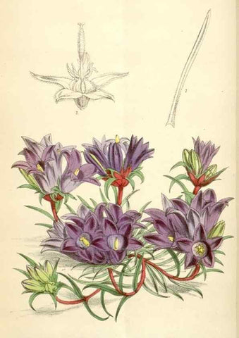 Reproducción/Reproduction 35009322800: Curtis's botanical magazine.. London ; New York [etc.] :Academic Press [etc.]