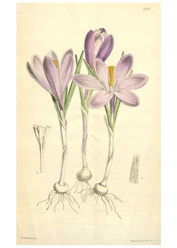 Reproducción/Reproduction 35356976226: Curtis's botanical magazine.. London ; New York [etc.] :Academic Press [etc.]