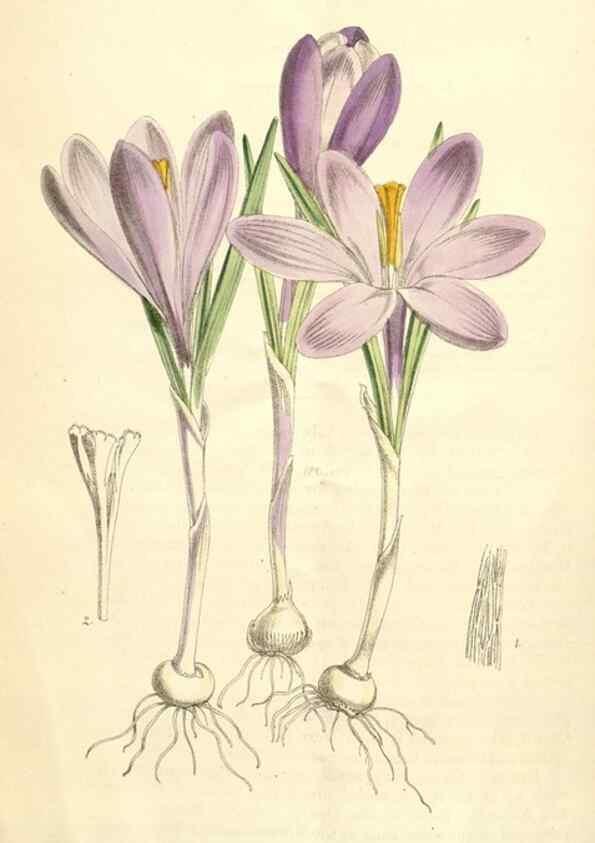 Reproducción/Reproduction 35356976226: Curtis's botanical magazine.. London ; New York [etc.] :Academic Press [etc.]