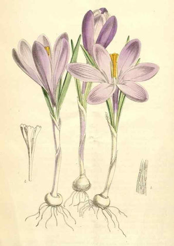 Reproducción/Reproduction 35356976226: Curtis's botanical magazine.. London ; New York [etc.] :Academic Press [etc.]