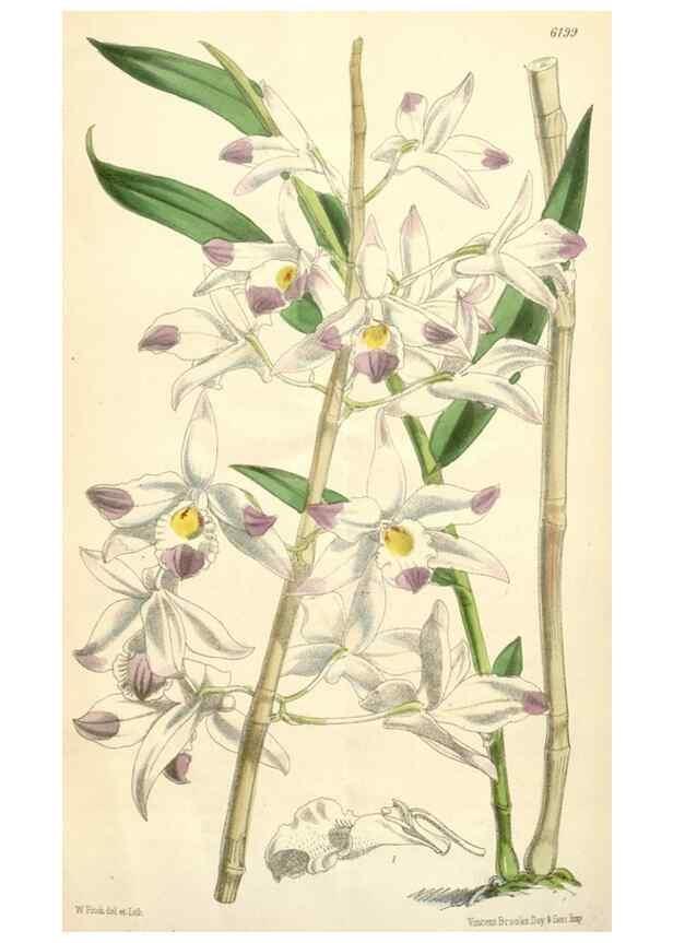 Reproducción/Reproduction 35009351030: Curtis's botanical magazine.. London ; New York [etc.] :Academic Press [etc.]