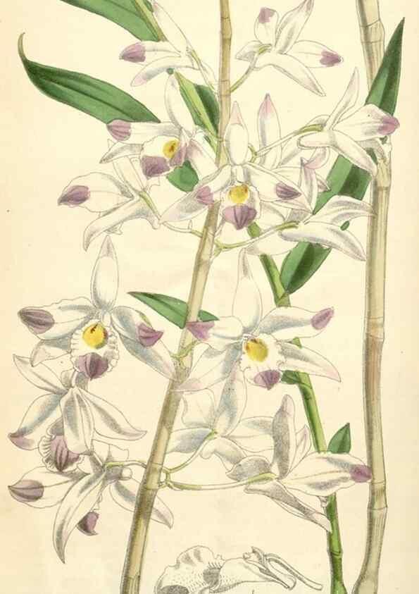 Reproducción/Reproduction 35009351030: Curtis's botanical magazine.. London ; New York [etc.] :Academic Press [etc.]
