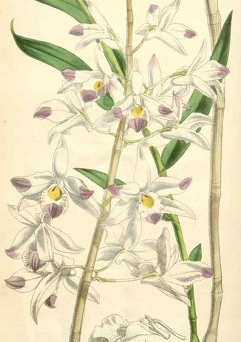 Reproducción/Reproduction 35009351030: Curtis's botanical magazine.. London ; New York [etc.] :Academic Press [etc.]