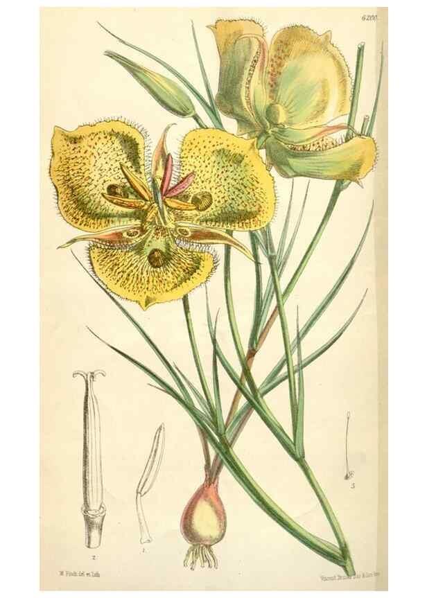 Reproducción/Reproduction 35009353390: Curtis's botanical magazine.. London ; New York [etc.] :Academic Press [etc.]