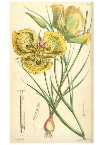 Reproducción/Reproduction 35009353390: Curtis's botanical magazine.. London ; New York [etc.] :Academic Press [etc.]
