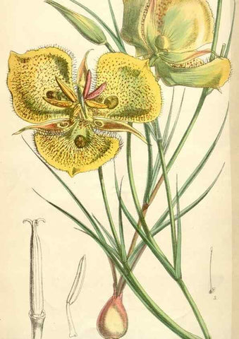 Reproducción/Reproduction 35009353390: Curtis's botanical magazine.. London ; New York [etc.] :Academic Press [etc.]