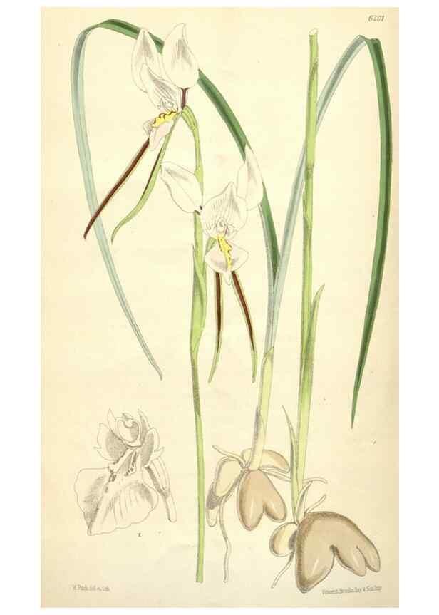 Reproducción/Reproduction 35356985936: Curtis's botanical magazine.. London ; New York [etc.] :Academic Press [etc.]