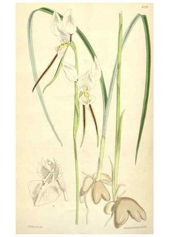 Reproducción/Reproduction 35356985936: Curtis's botanical magazine.. London ; New York [etc.] :Academic Press [etc.]