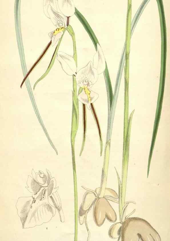 Reproducción/Reproduction 35356985936: Curtis's botanical magazine.. London ; New York [etc.] :Academic Press [etc.]