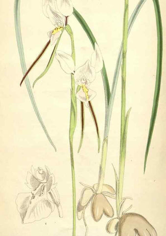 Reproducción/Reproduction 35356985936: Curtis's botanical magazine.. London ; New York [etc.] :Academic Press [etc.]