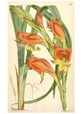 Reproducción/Reproduction 35356988506: Curtis's botanical magazine.. London ; New York [etc.] :Academic Press [etc.]