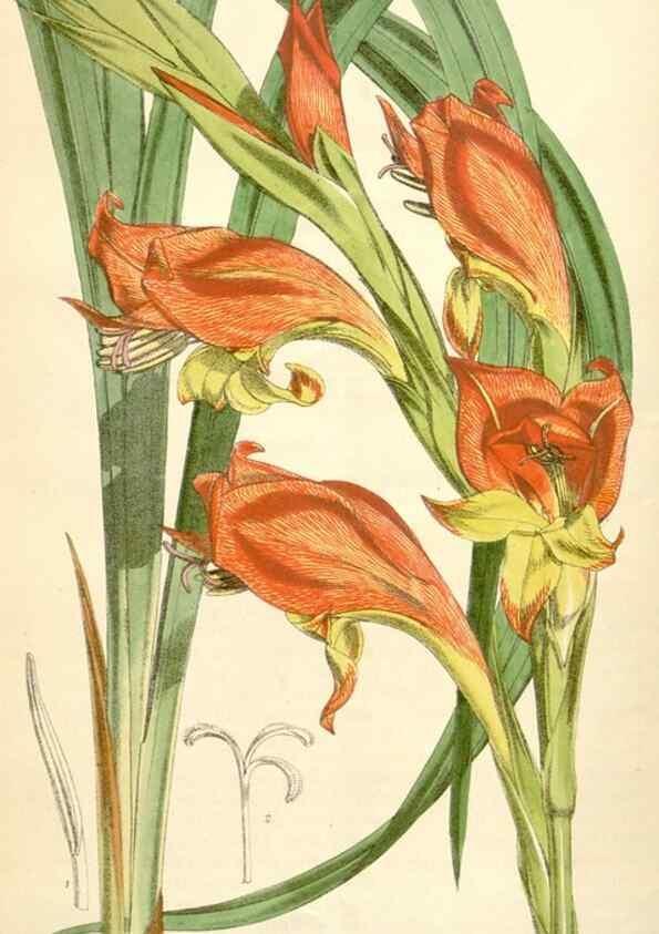 Reproducción/Reproduction 35356988506: Curtis's botanical magazine.. London ; New York [etc.] :Academic Press [etc.]