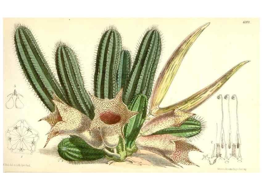 Reproducción/Reproduction 35356990446: Curtis's botanical magazine.. London ; New York [etc.] :Academic Press [etc.]