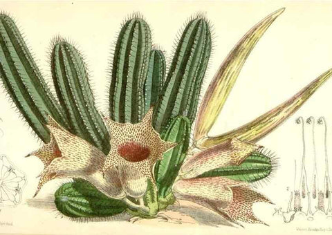 Reproducción/Reproduction 35356990446: Curtis's botanical magazine.. London ; New York [etc.] :Academic Press [etc.]