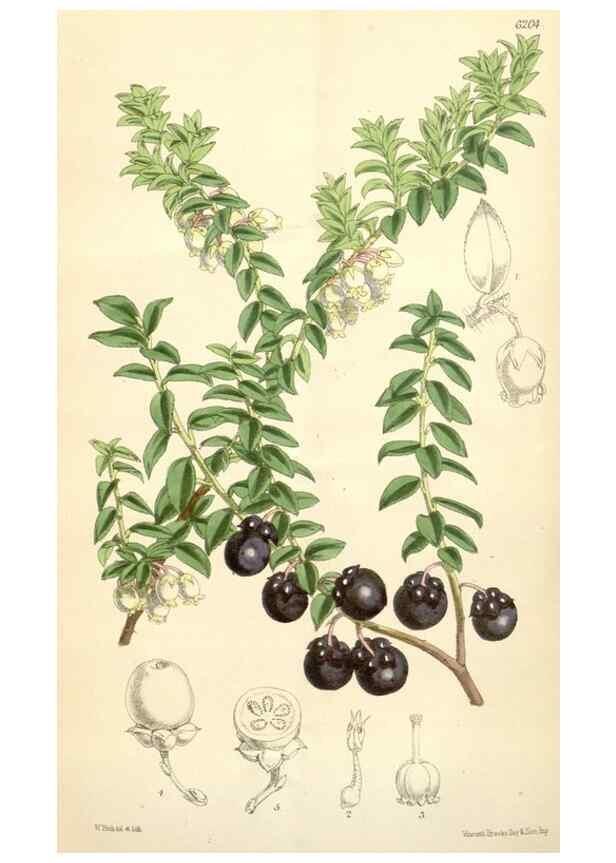 Reproducción/Reproduction 35396095405: Curtis's botanical magazine.. London ; New York [etc.] :Academic Press [etc.]