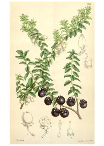 Reproducción/Reproduction 35396095405: Curtis's botanical magazine.. London ; New York [etc.] :Academic Press [etc.]