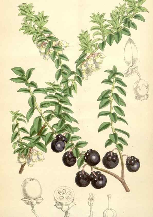 Reproducción/Reproduction 35396095405: Curtis's botanical magazine.. London ; New York [etc.] :Academic Press [etc.]