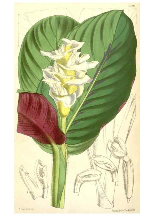 Reproducción/Reproduction 35396097665: Curtis's botanical magazine.. London ; New York [etc.] :Academic Press [etc.]