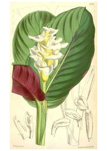Reproducción/Reproduction 35396097665: Curtis's botanical magazine.. London ; New York [etc.] :Academic Press [etc.]