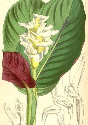 Reproducción/Reproduction 35396097665: Curtis's botanical magazine.. London ; New York [etc.] :Academic Press [etc.]