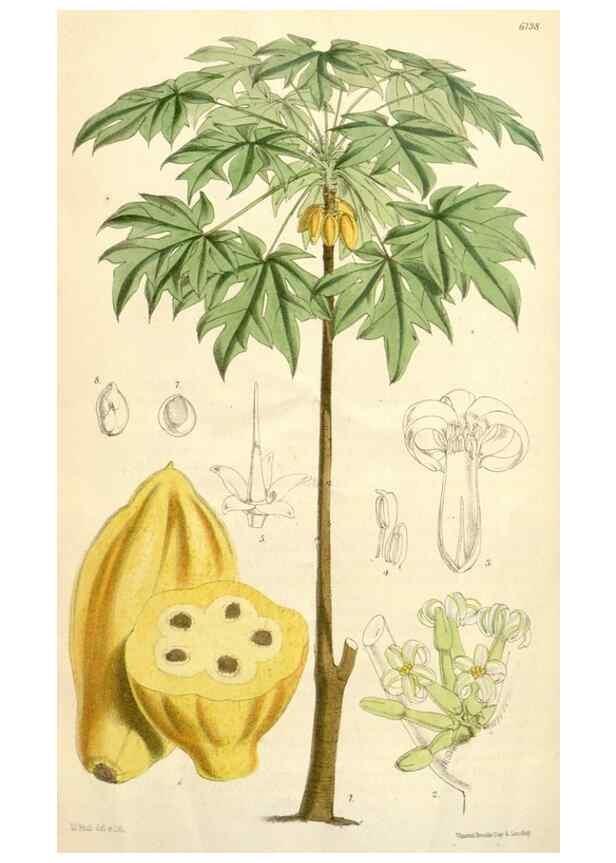 Reproducción/Reproduction 35356978996: Curtis's botanical magazine.. London ; New York [etc.] :Academic Press [etc.]