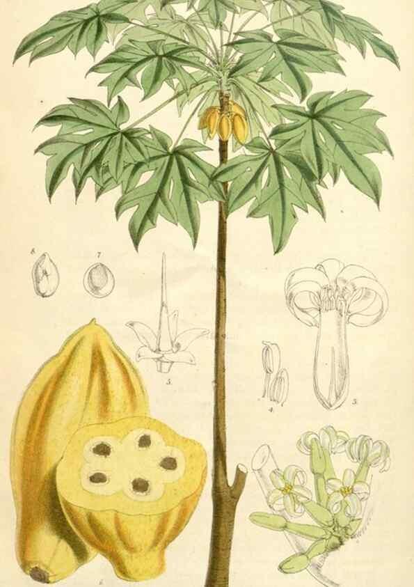 Reproducción/Reproduction 35356978996: Curtis's botanical magazine.. London ; New York [etc.] :Academic Press [etc.]