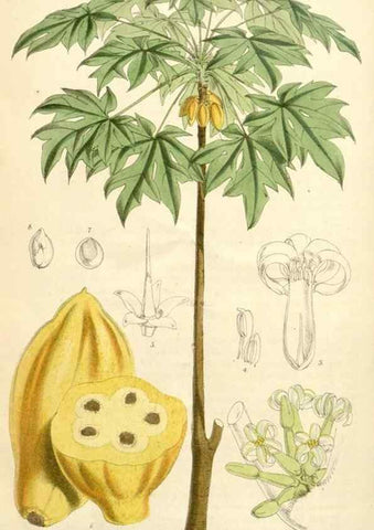 Reproducción/Reproduction 35356978996: Curtis's botanical magazine.. London ; New York [etc.] :Academic Press [etc.]