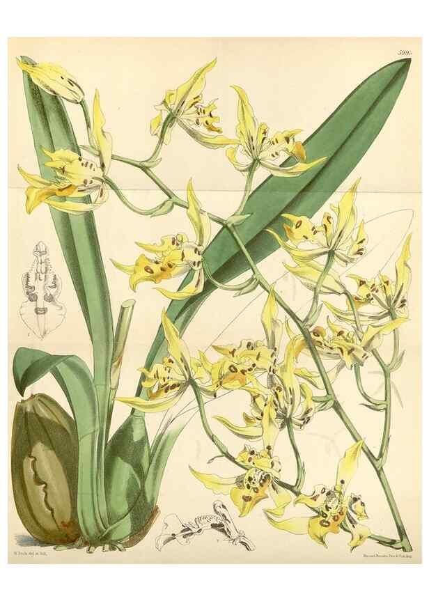Reproducción/Reproduction 35145382231: Curtis's botanical magazine.. London ; New York [etc.] :Academic Press [etc.]