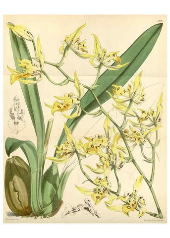 Reproducción/Reproduction 35145382231: Curtis's botanical magazine.. London ; New York [etc.] :Academic Press [etc.]